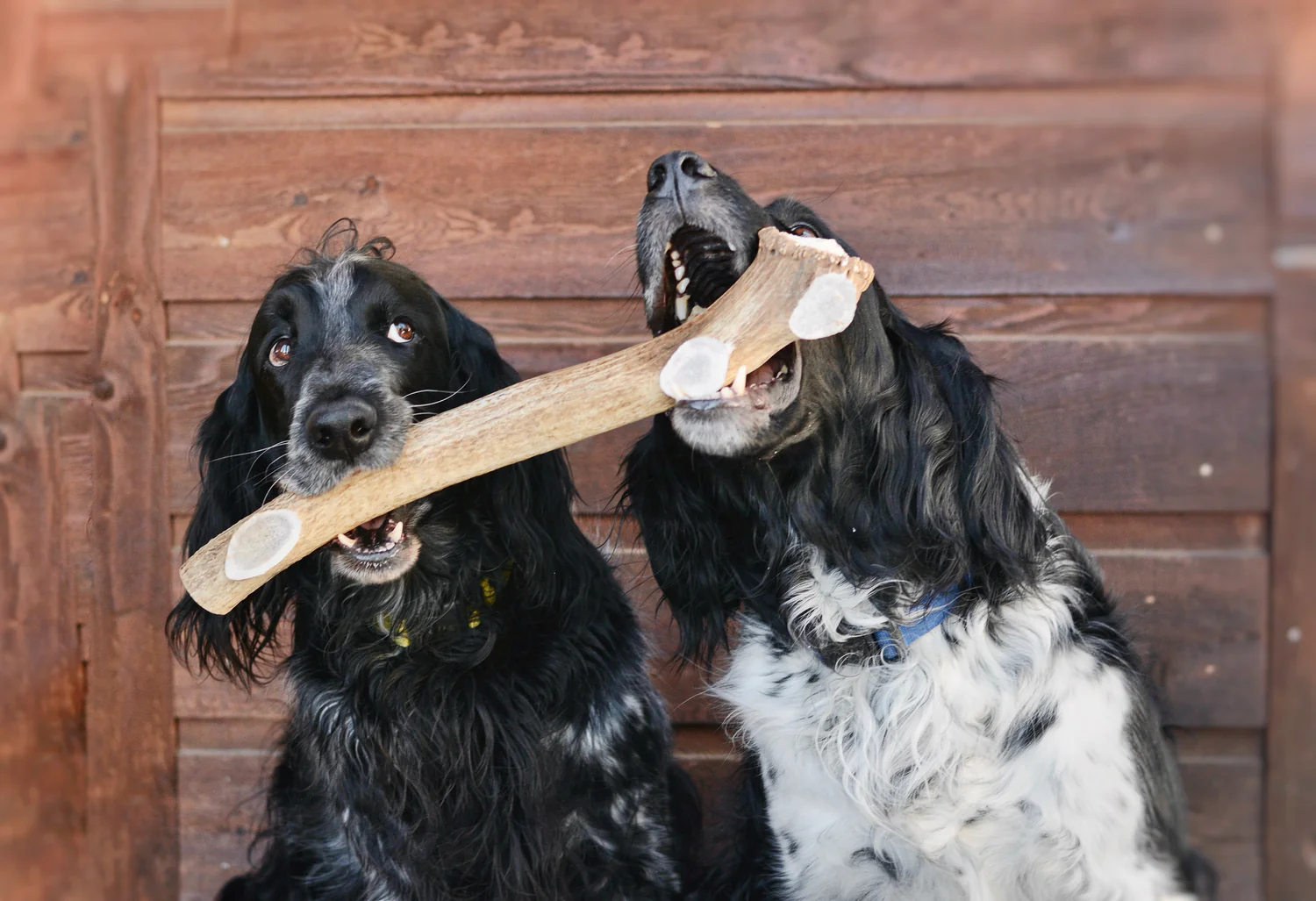 Natural Colorado Antler Dog Chews