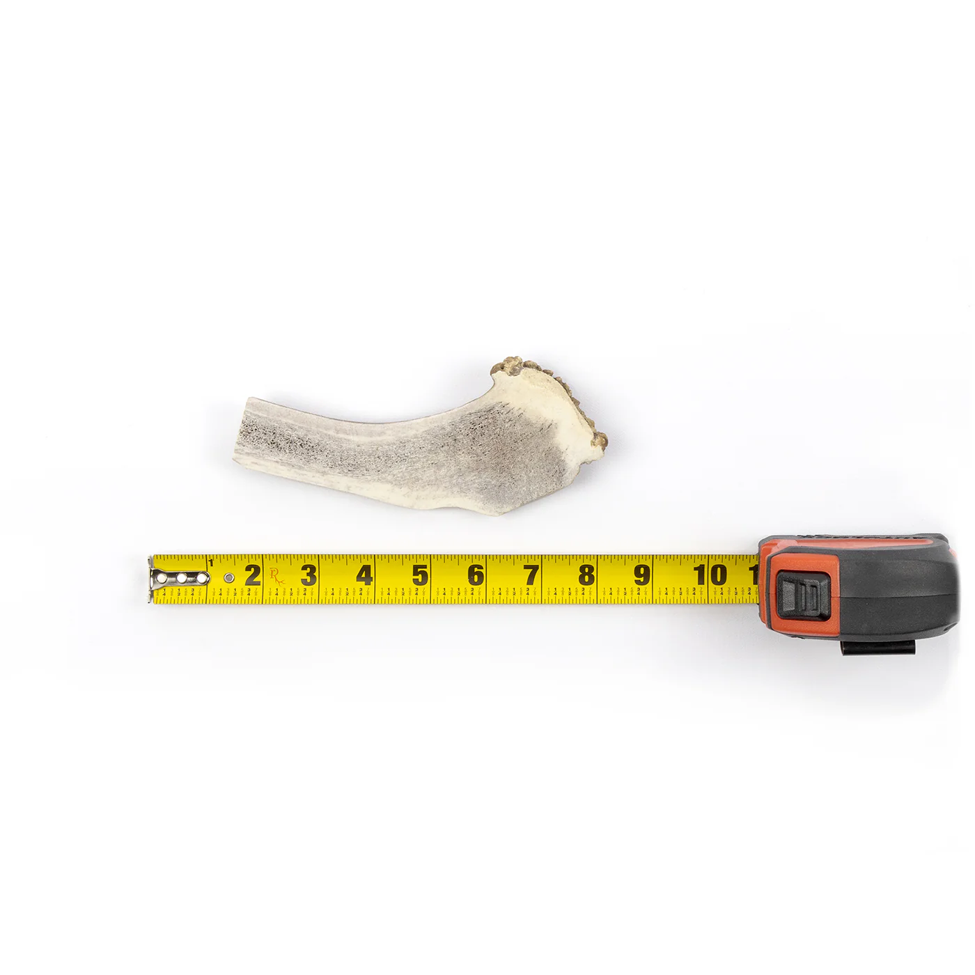 Split Elk Antler - Image 12