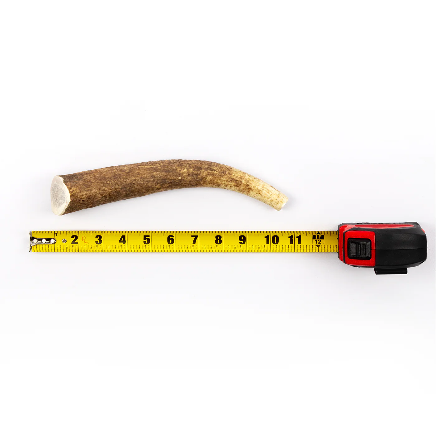 Whole Elk Antler - Image 12