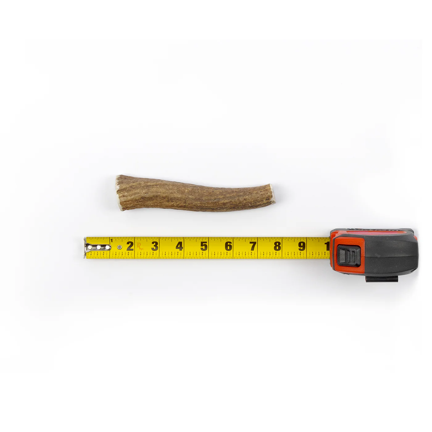 Whole Elk Antler - Image 6